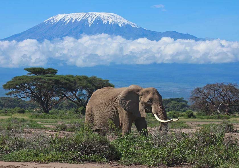 Selous Day Trip Safari
