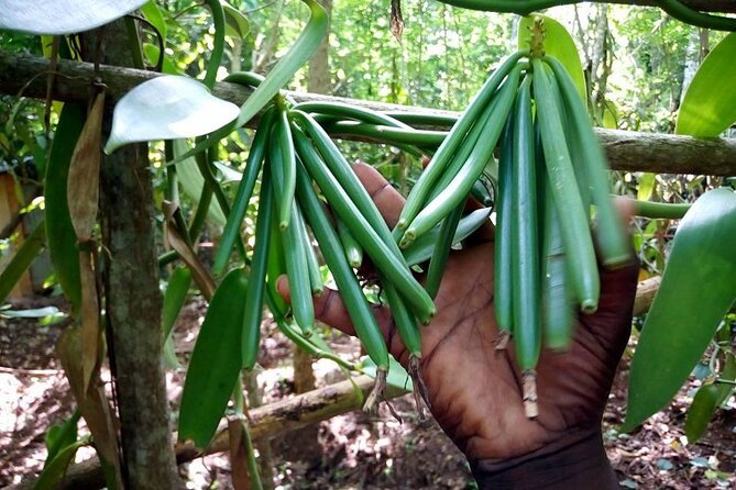 Spice Farm Tour