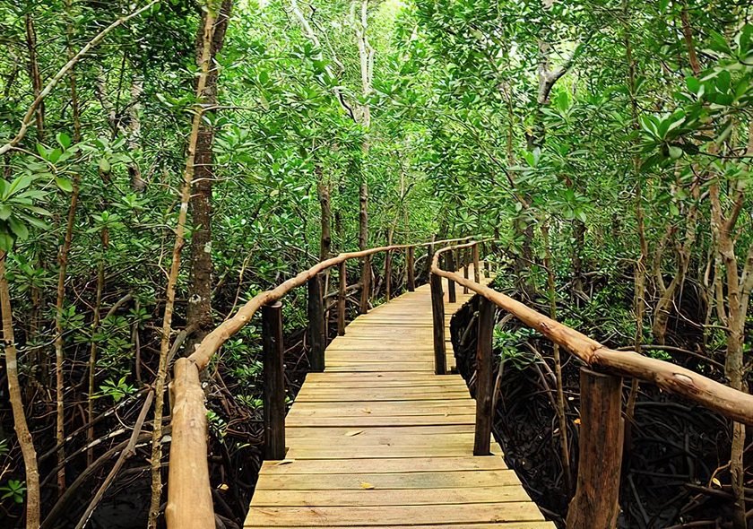 Jozani Forest + Spice Farm & Prison Island